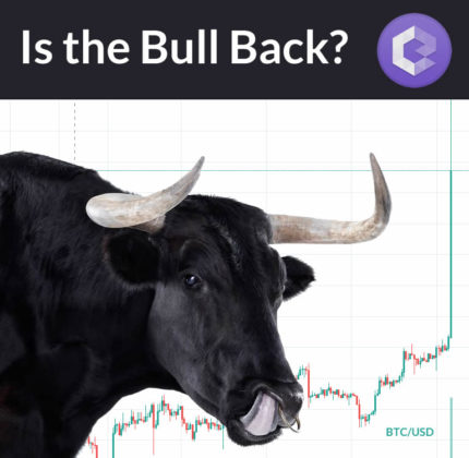 is the bull back