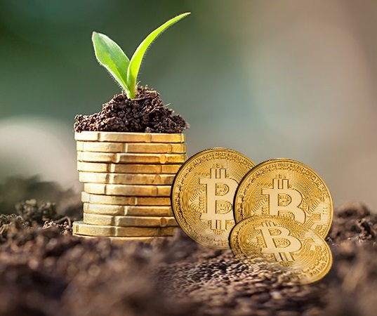 plant growing using bitcoin coin pot